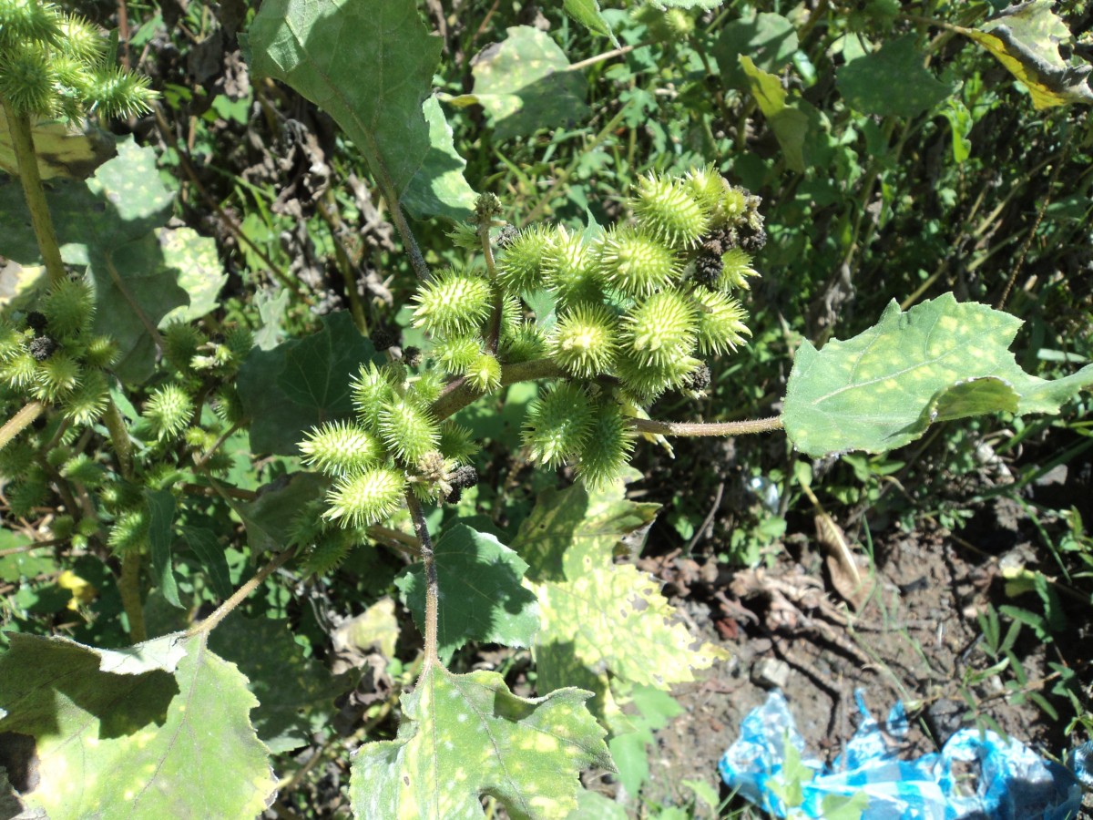 Xanthium strumarium L.